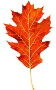 TPA - Red Oak 10мл